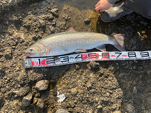 アメマスの釣果