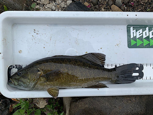 スモールマウスバスの釣果