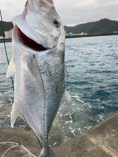 オニヒラアジの釣果