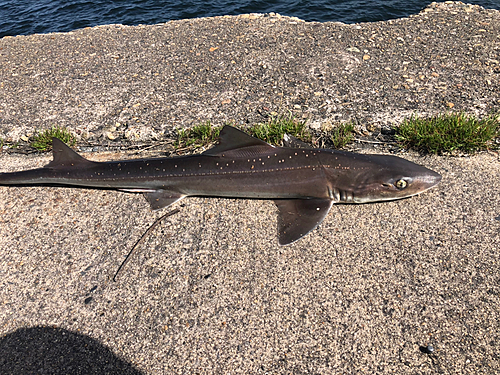 サメの釣果