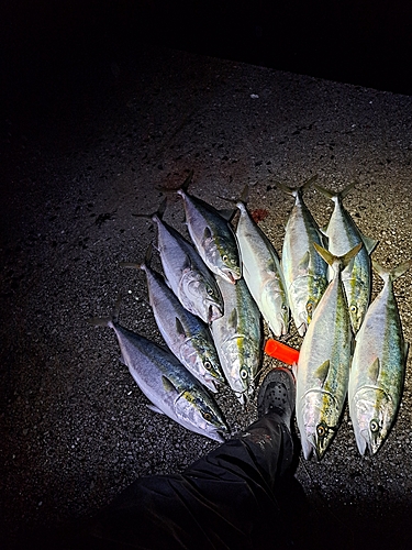 ハマチの釣果