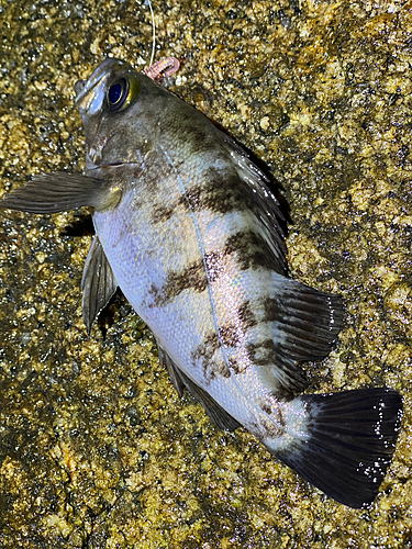 メバルの釣果