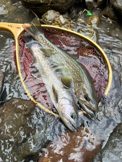 イワナの釣果