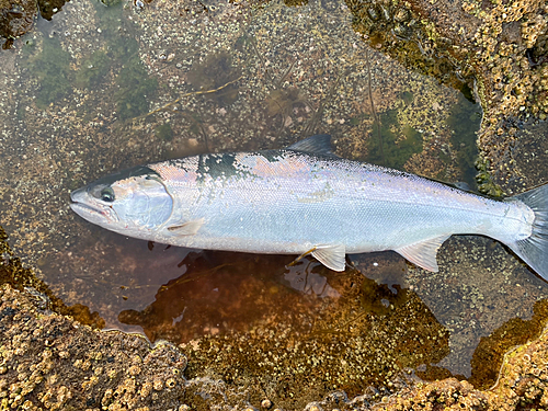 サクラマスの釣果