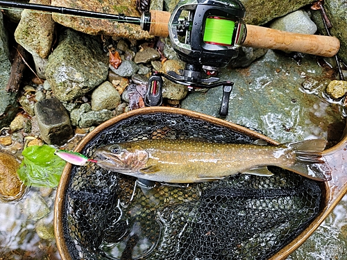 イワナの釣果