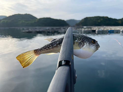 フグの釣果