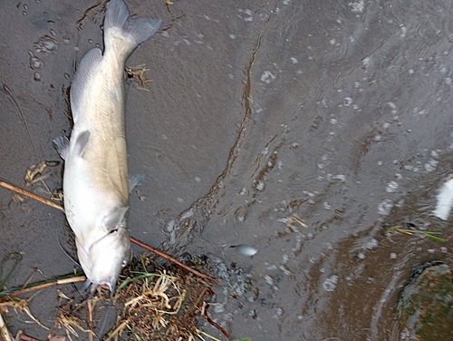 アメリカナマズの釣果