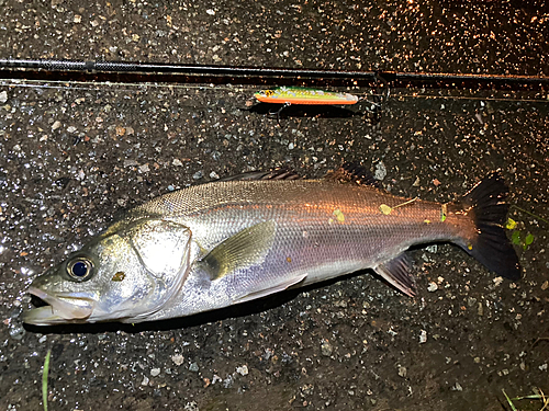 シーバスの釣果