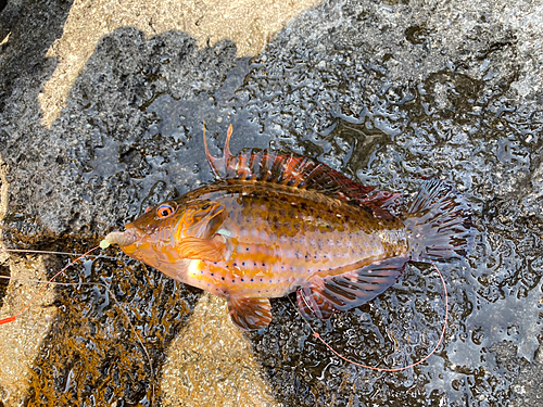 オハグロベラの釣果