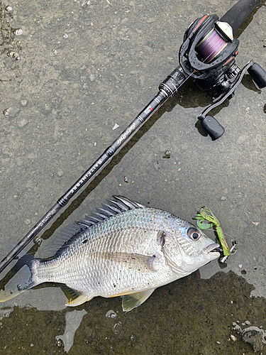 キビレの釣果