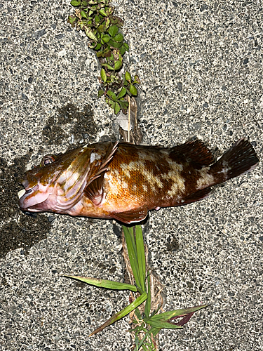 カサゴの釣果