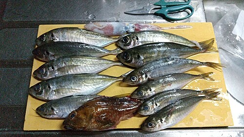 アジの釣果