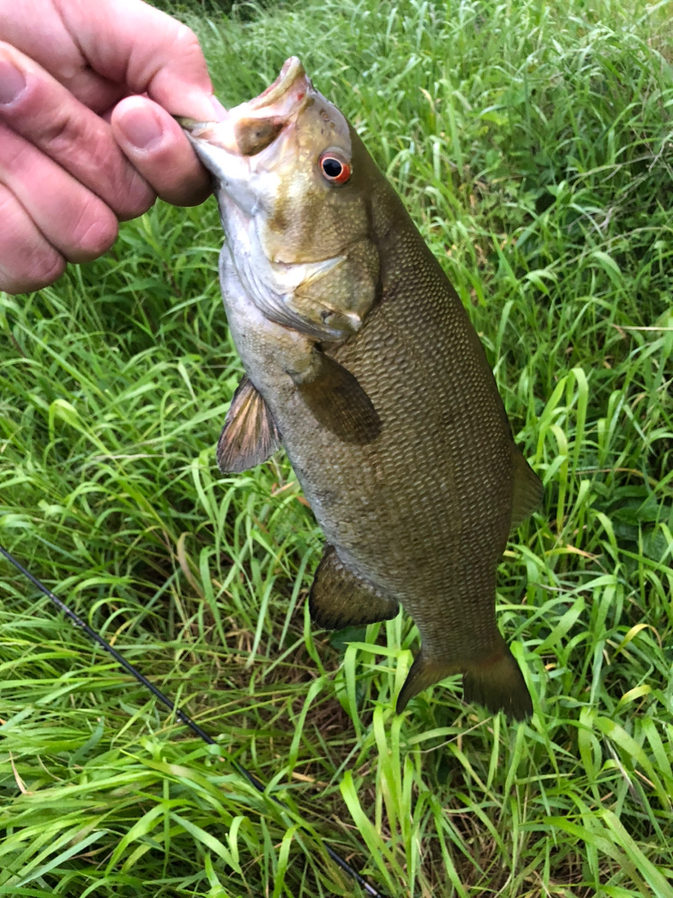 スモールマウスバス