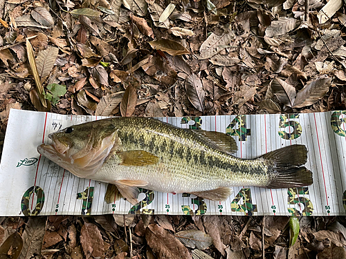 ブラックバスの釣果