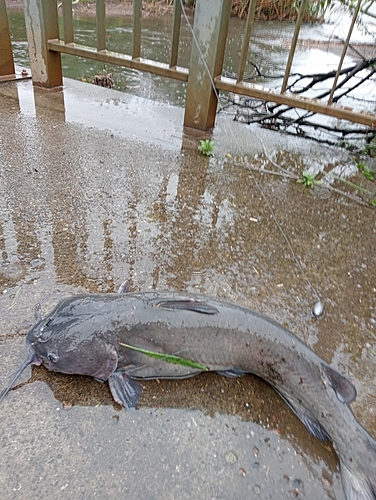 アメリカナマズの釣果