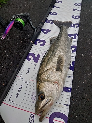 シーバスの釣果