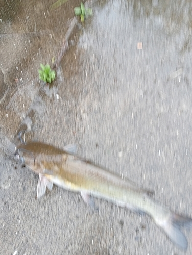 アメリカナマズの釣果