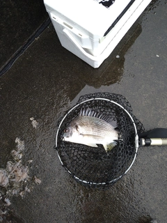 キビレの釣果