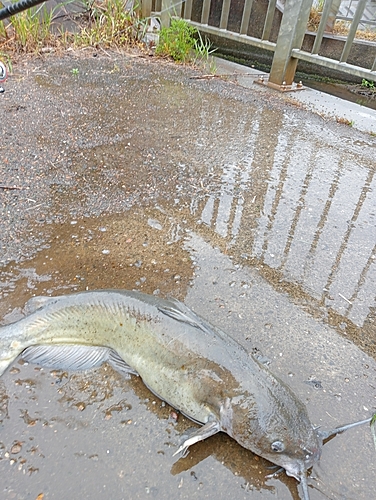 アメリカナマズの釣果