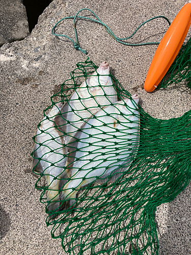 マガレイの釣果