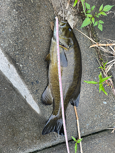 スモールマウスバスの釣果