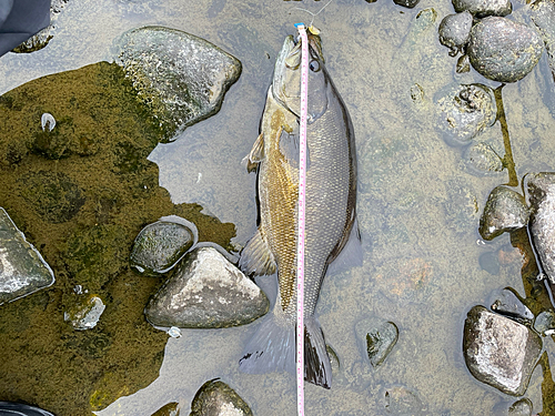 スモールマウスバスの釣果