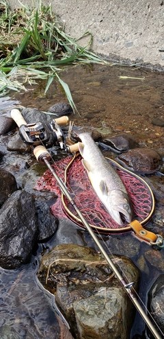 イワナの釣果