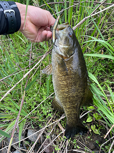 スモールマウスバスの釣果