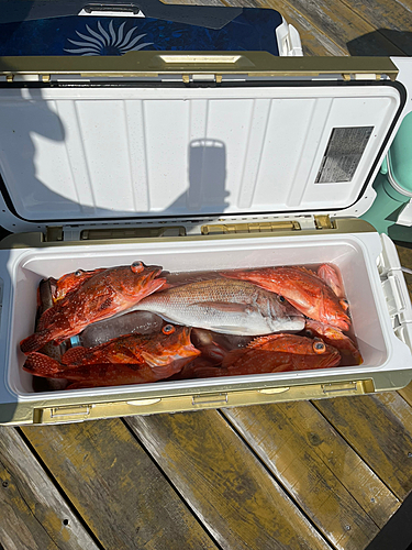 タイの釣果