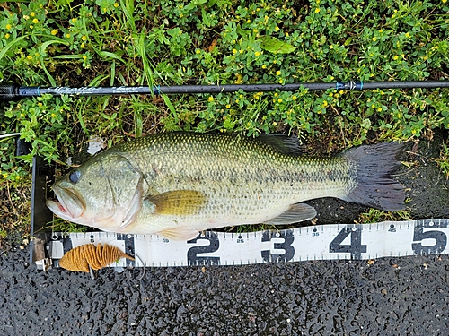 ブラックバスの釣果