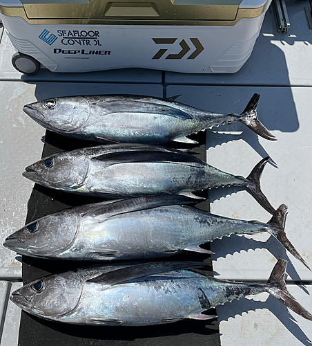 ビンチョウマグロの釣果