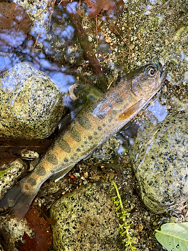 ヤマメの釣果