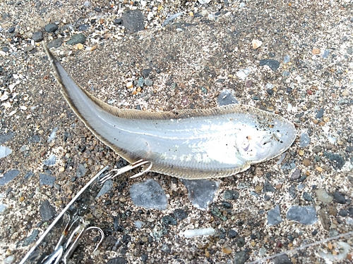 シタビラメの釣果