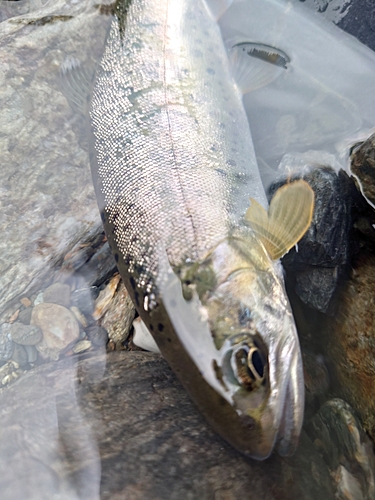 ヤマメの釣果