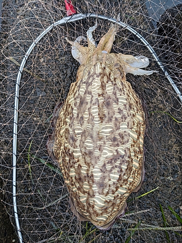 コウイカの釣果