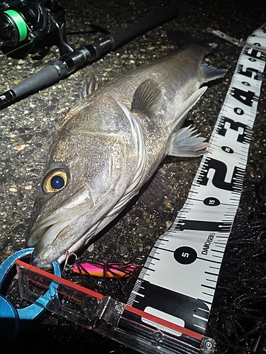 シーバスの釣果