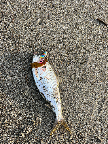 コノシロの釣果