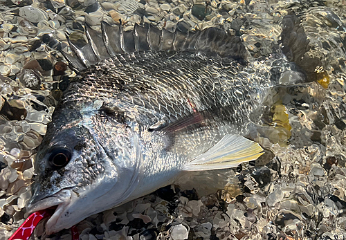 キビレの釣果