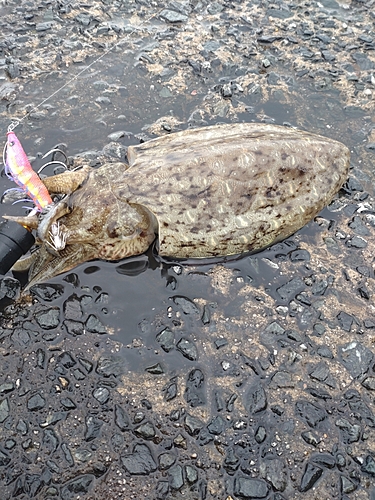 コウイカの釣果