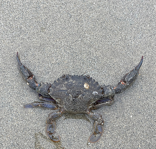 カニの釣果