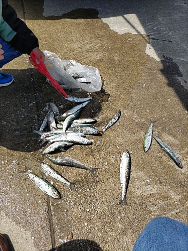 イワシの釣果