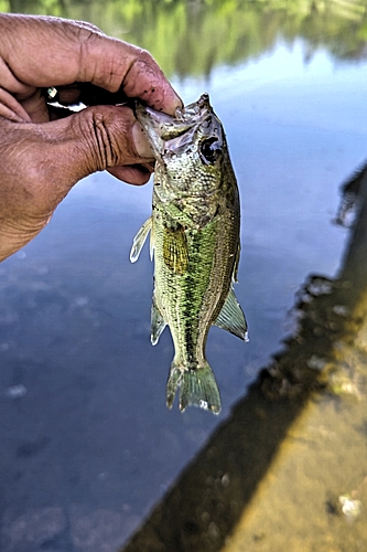 ラージマウスバスの釣果