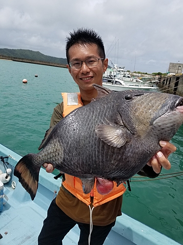 ゴマモンガラの釣果