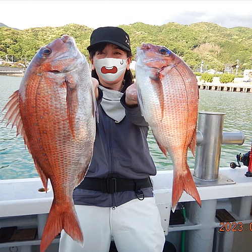 マダイの釣果