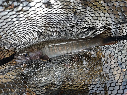 ニッコウイワナの釣果