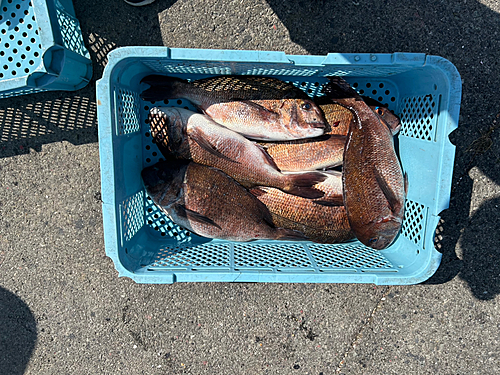 マダイの釣果