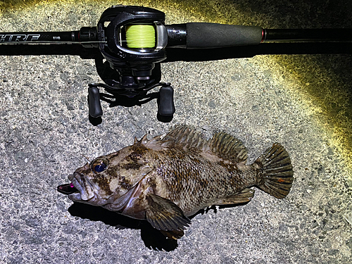 オウゴンムラソイの釣果