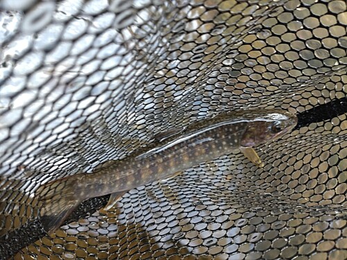 ニッコウイワナの釣果