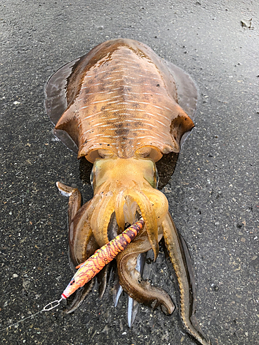 アオリイカの釣果