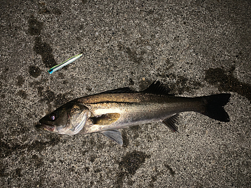 シーバスの釣果